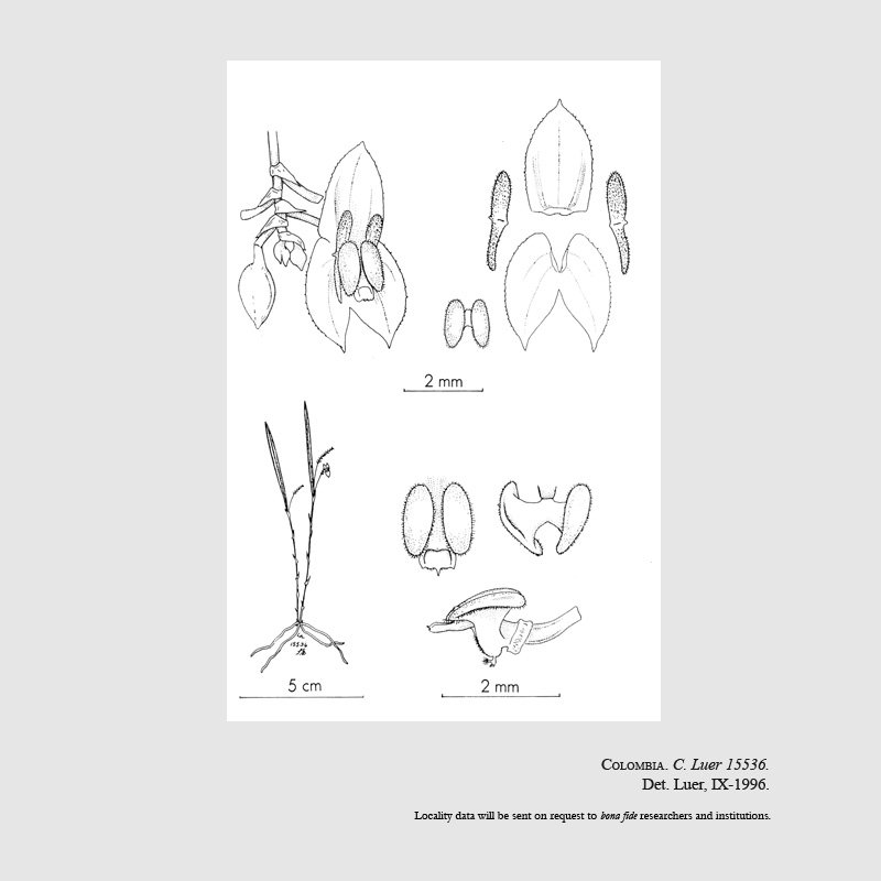 Lepanthes aciculifolia